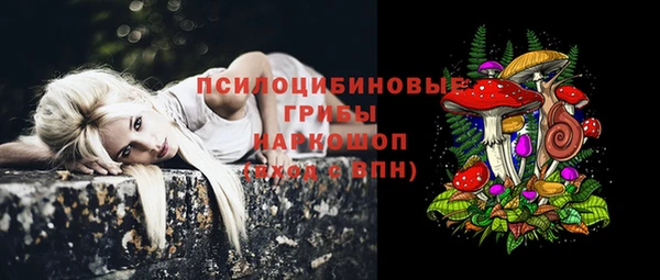 хмурый Аркадак